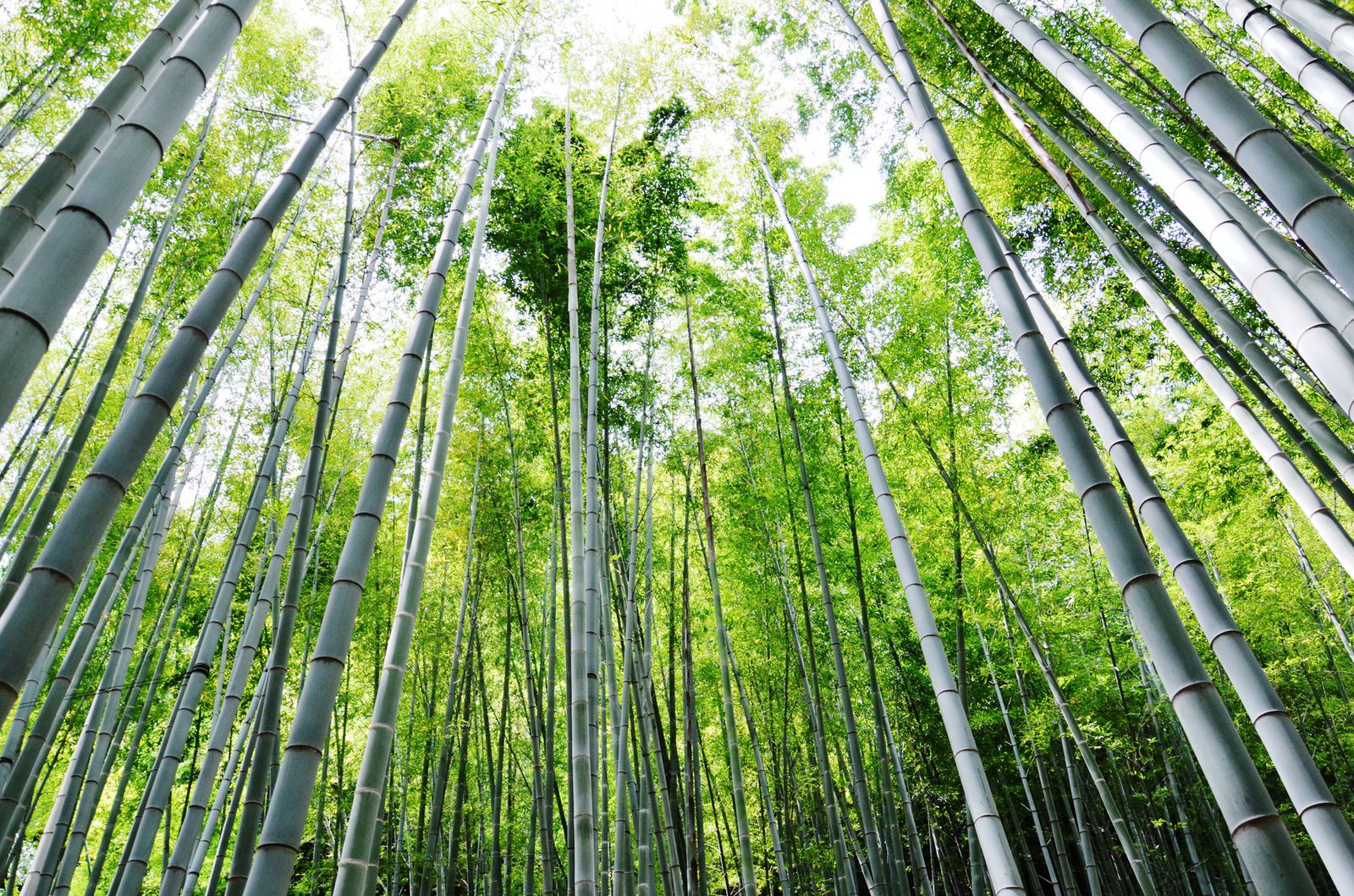 東京 宿 トリプル