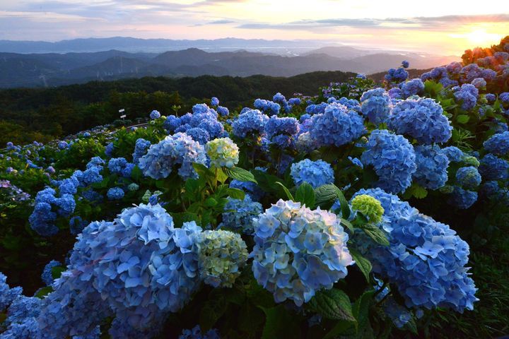 重慶大厦 ホテル 比較