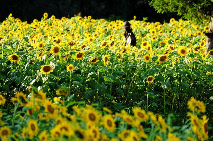 宮沢賢治のふるさと"花巻市"、彼の世界に浸ってみよう！おすすめ観光地スポット