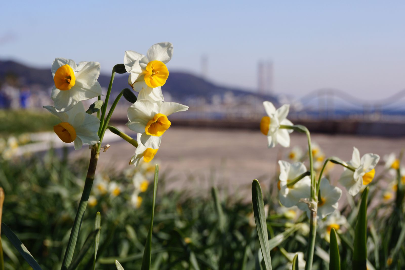 冬にも花が見たい 東京近郊の 水仙 が咲くおでかけスポット8選 Retrip リトリップ