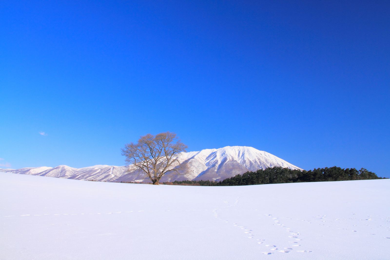 終了 今年はさらにスケールアップ 岩手県で いわて雪まつり が開催 Retrip リトリップ