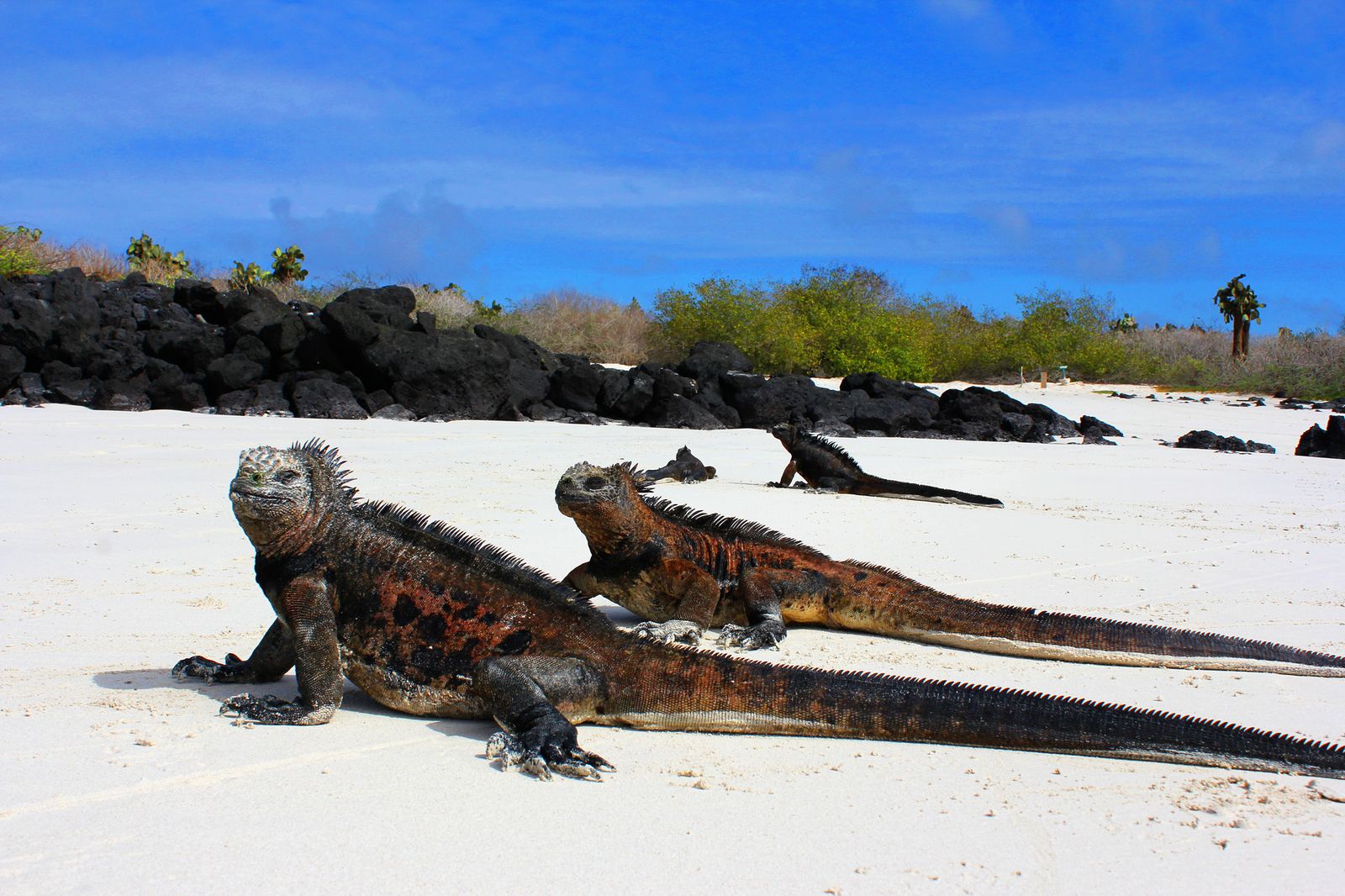 ガラパゴス諸島 Retrip リトリップ