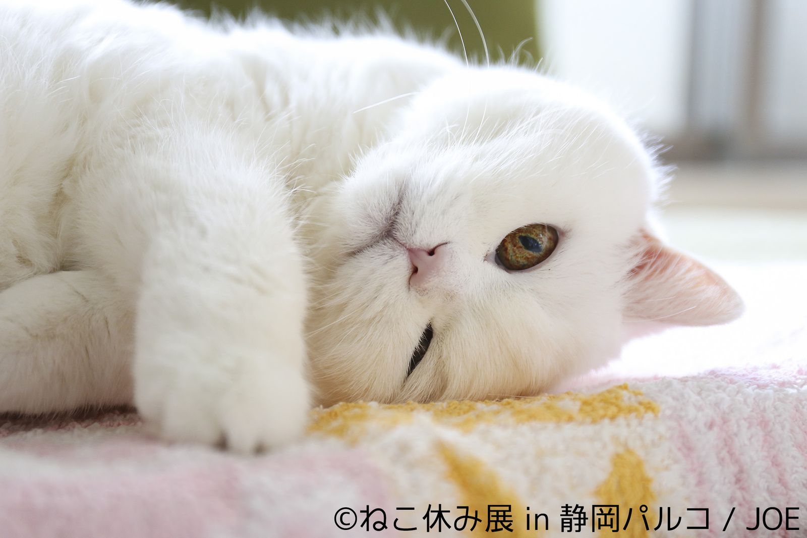 静岡 パルコ 猫 カフェ