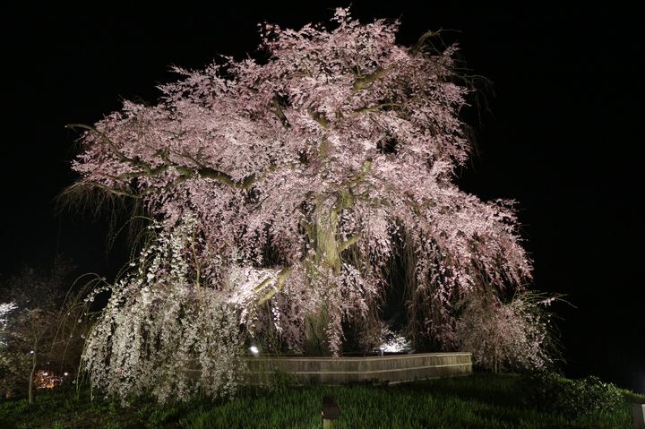 京都でしか見られない 夜桜 が見たい 京都でオススメの夜桜スポット7選 Retrip リトリップ