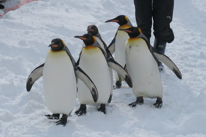 あー もう 尋常じゃなく可愛い ペンギン に会える全国スポット5選 Retrip リトリップ