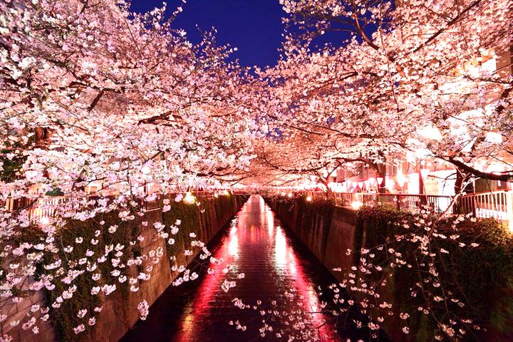 お花見から夜桜まで 絶景も楽しめる関東の 梅 桜まつり イベントまとめ Retrip リトリップ
