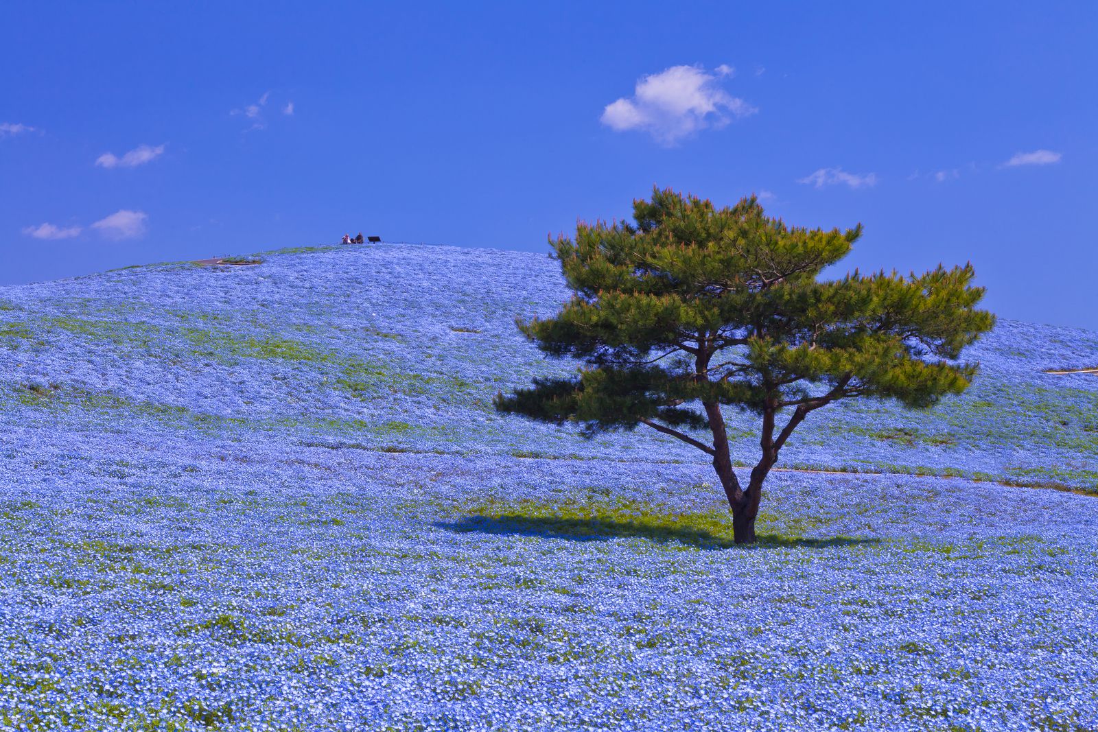 メイン画像 美しき景色に心癒される 春に行きたい日本の 癒しの絶景スポット 12選 Retrip リトリップ