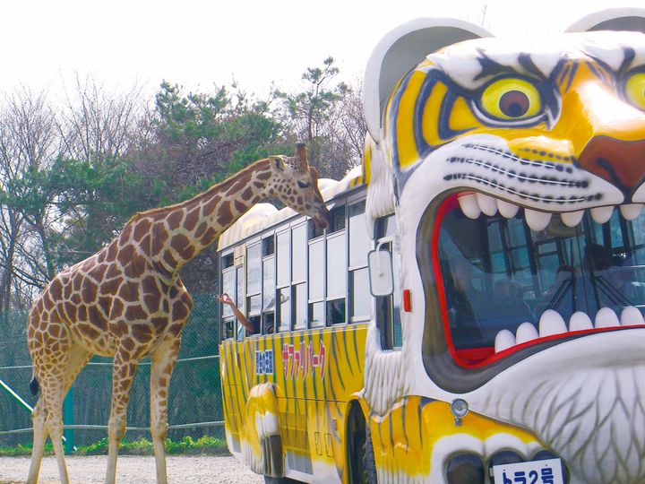 動物が間近でドキドキ！「岩手サファリパーク」でしたい5つのこと | RETRIP[リトリップ]