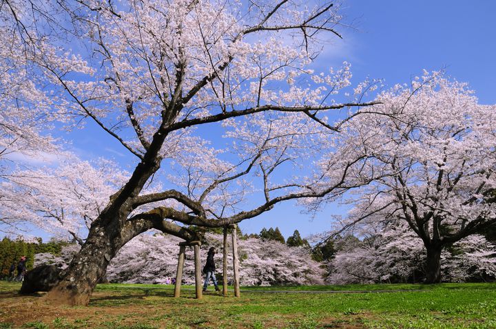 桜が満開を迎えました 彼氏とドライブで行きたい春のお出かけ先list Retrip リトリップ