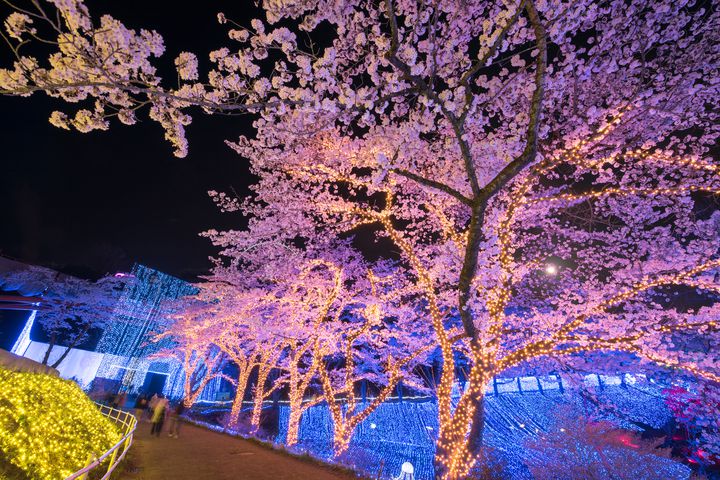 夜は2人で、夜桜デートしてみない？全国のおすすめ“夜桜スポット”10選