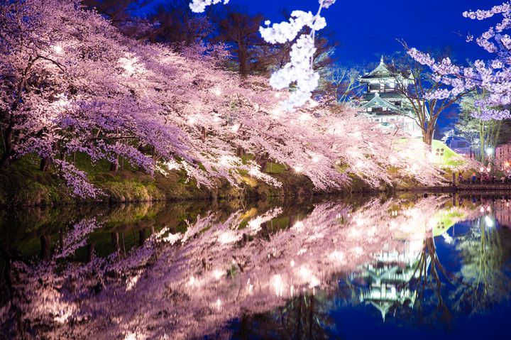 【終了】その絶景に、涙する。日本三大夜桜「高田城址公園観桜会」が美しすぎると話題