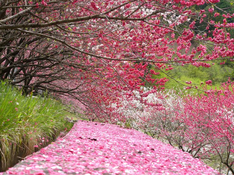 2枚目の画像 そろそろ見頃の 日本一の桃源郷 長野県阿智村で 花桃まつり 開催 Retrip リトリップ