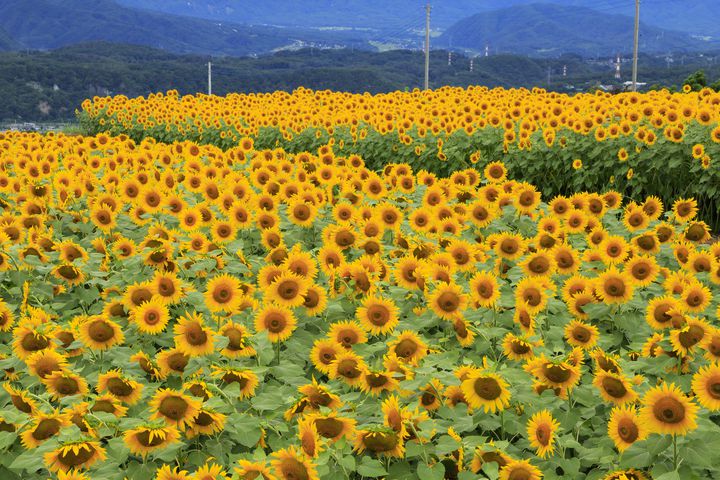 夏はもうすぐ！「明野ひまわり畑」で過ごす1日デートプランはこれだ