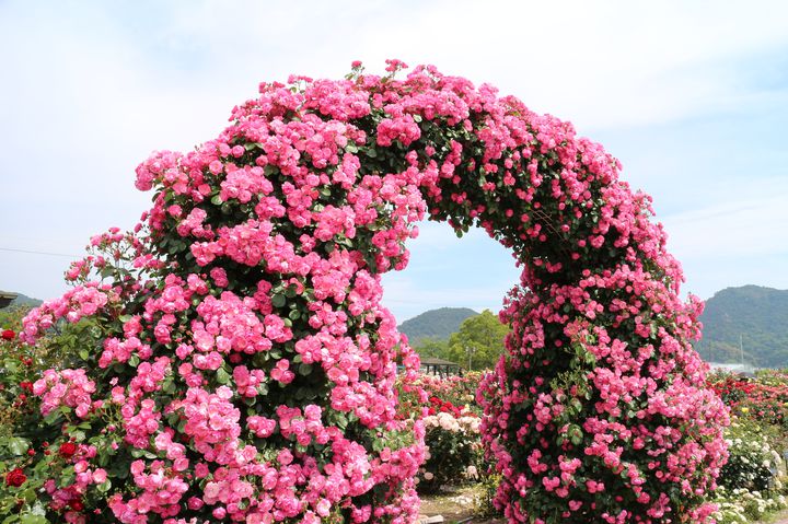 絵画 。壁掛け絵【神聖なヨーロッパの荘園でバラの花を楽しむ少女と魅力的な黒猫】 城のバラ庭園_夕方(fan06a-garden_e) - CLIP STUDIO ASSETS