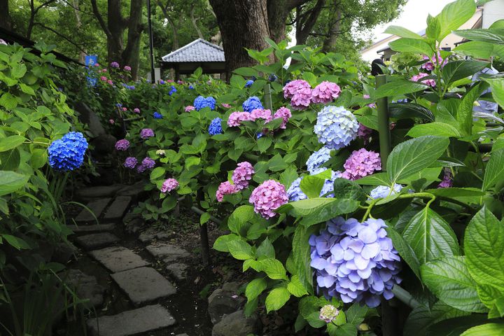 一面に広がるあじさいの花に魅了される 京都のあじさい名所7選 Retrip リトリップ