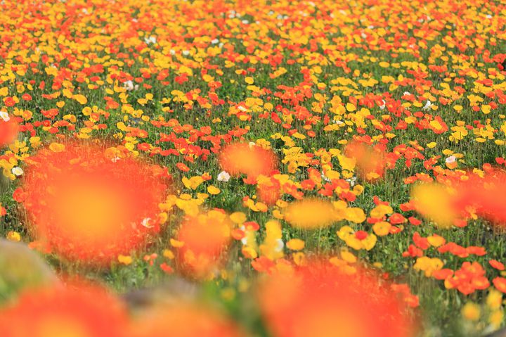 一面に咲き誇る可愛いポピー 春のおでかけで行きたい 関東のポピー畑 8選 Retrip リトリップ