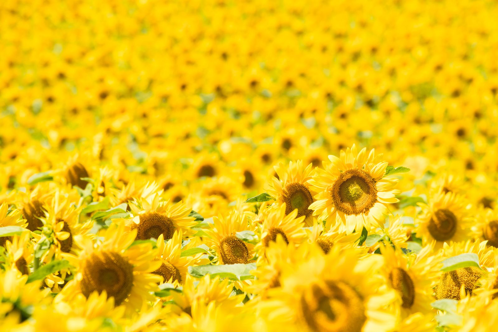 黄色に染まる 君との思い出 この夏行きたい日本の絶景 ひまわり畑 16選 Retrip リトリップ