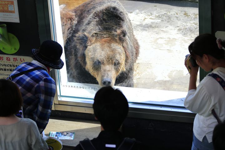 北海道らしさを満喫「釧路市動物園」でしたい5つのこと