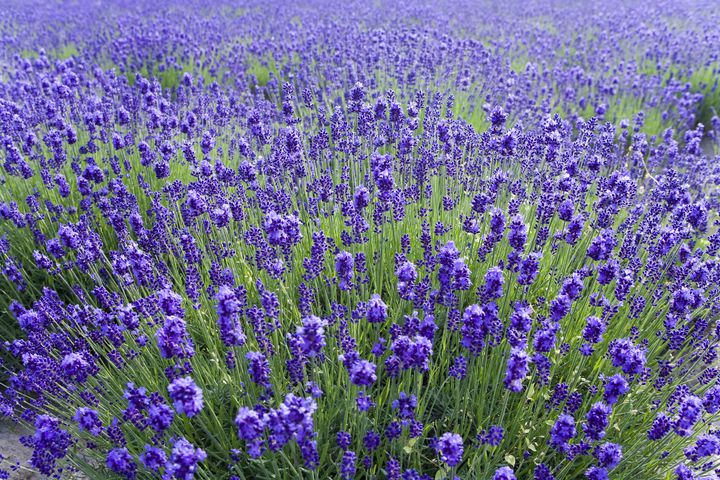 【終了】見ごろを迎える初夏の絶景！岩手の石神の丘美術館にラベンダーを見に行こう