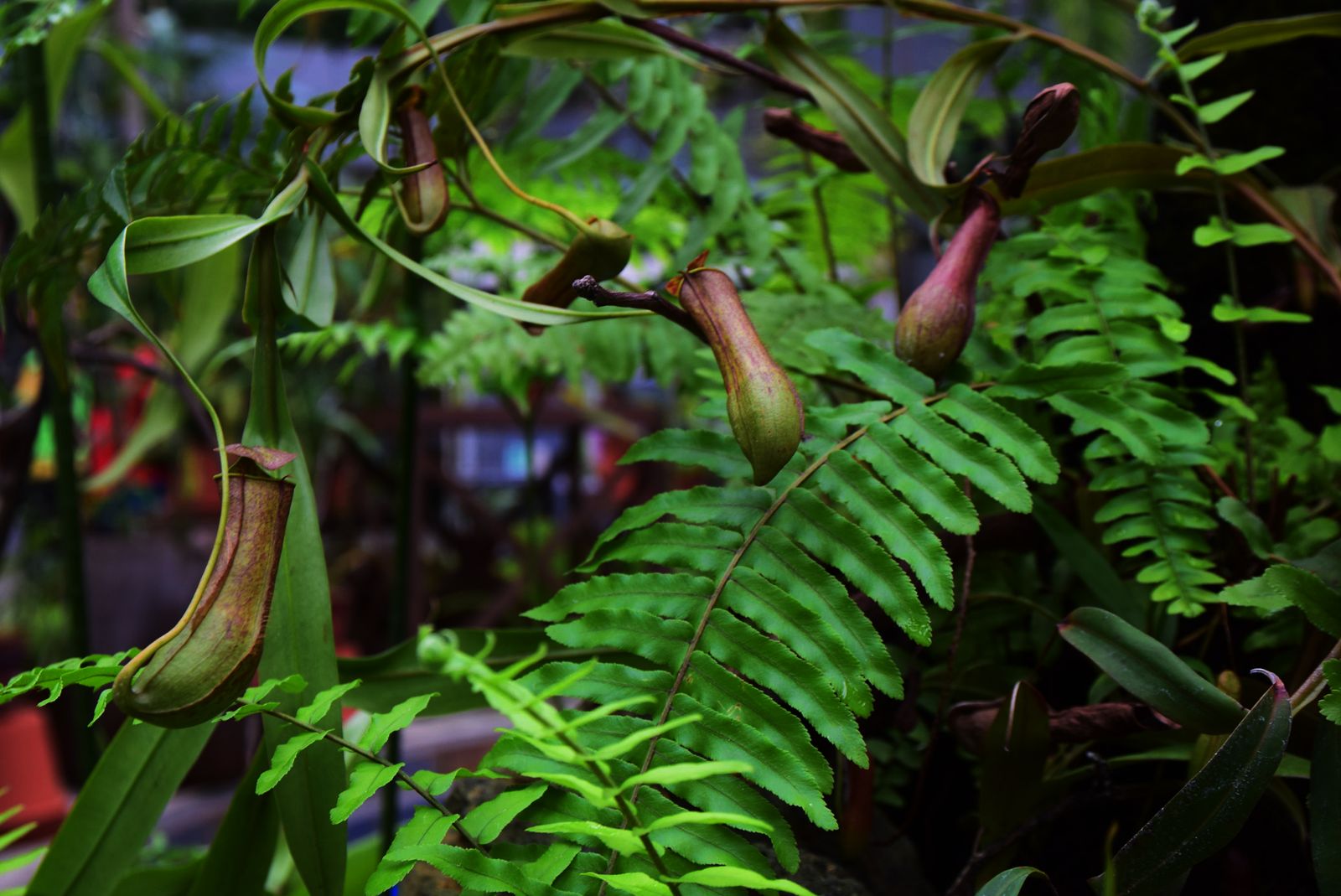 ヤバすぎる植物大集合 咲くやこの花館の 虫を食べる植物展 がさらに進化 Retrip リトリップ