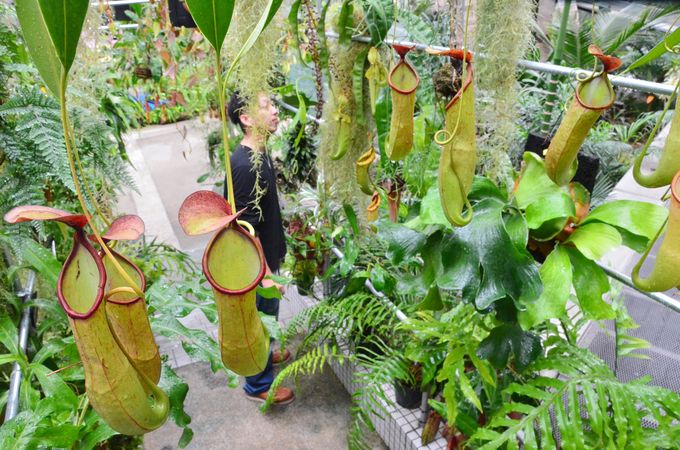 ヤバすぎる植物大集合！咲くやこの花館の「虫を食べる植物展」がさらに