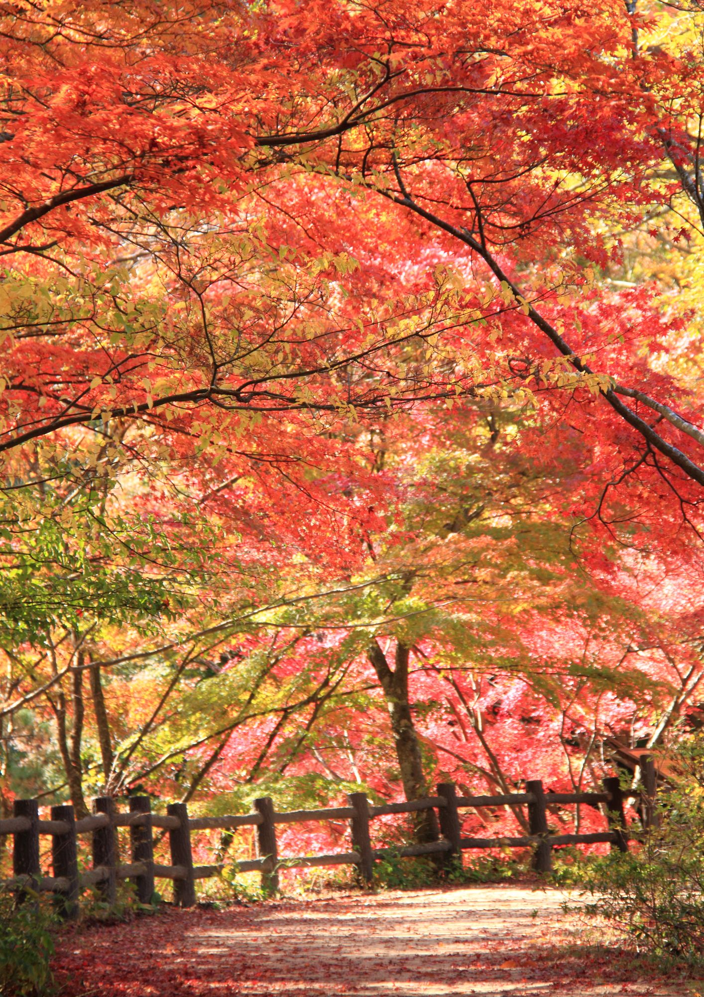 4枚目の画像 神戸はおしゃれな街並みだけじゃない この秋訪れたい紅葉名所ランキングtop5 Retrip リトリップ