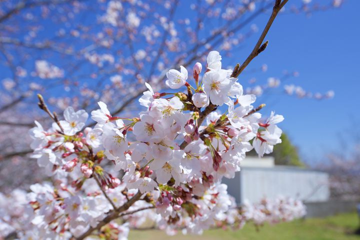 お金を使わなくても こんなに遊べる 和歌山のおすすめ公園15選 Retrip リトリップ