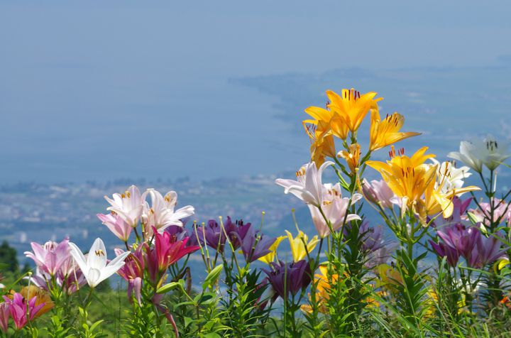 美しい花々に思わず感動 7月に見たい近畿地方の 花の絶景スポット 7選 Retrip リトリップ