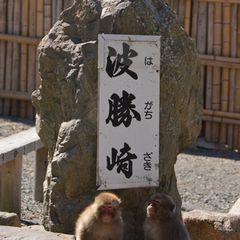 21最新 南伊豆町の人気動物園 水族館ランキングtop1 Retrip リトリップ