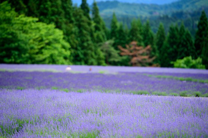 東北の7月は満開でした 7月の東北で見られる花の絶景7選 Retrip リトリップ