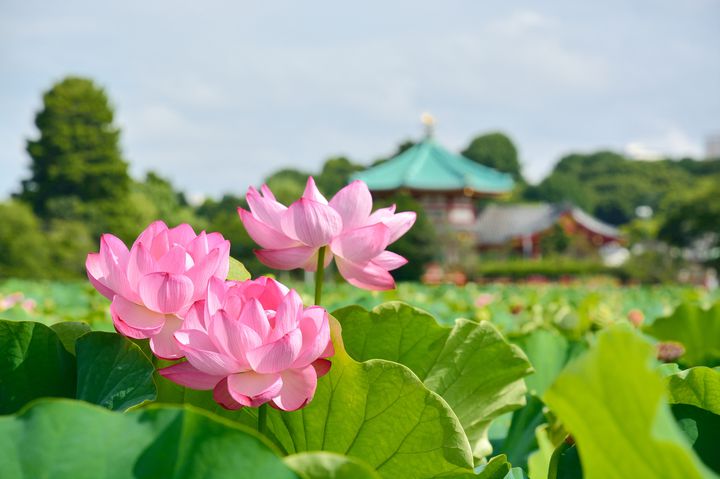 夏来たる、揺れる恋とハスの花。“夏の上野周辺1日デート”で巡りたい9つのスポット