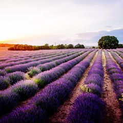 死ぬまでに一度は行きたい 美しすぎる世界の絶景 花畑 18選 Retrip リトリップ