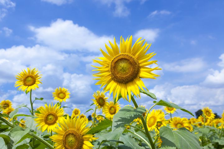 写真フォルダを黄色一色に染めちゃって 8月でも見られる関東近郊のひまわり畑12選 Retrip リトリップ