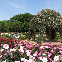 柏でおすすめのデートスポット10選 公園でゆったりお散歩デートを Retrip リトリップ