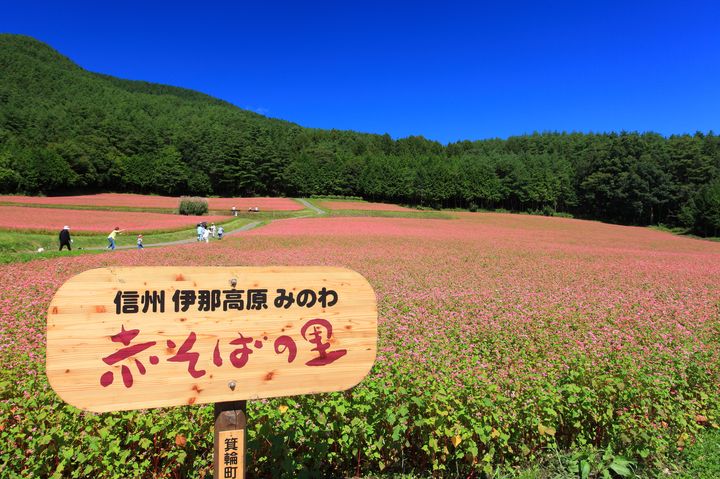 秋の絶景は紅葉だけじゃない 絶対に行くべき全国の花畑7景 Retrip リトリップ