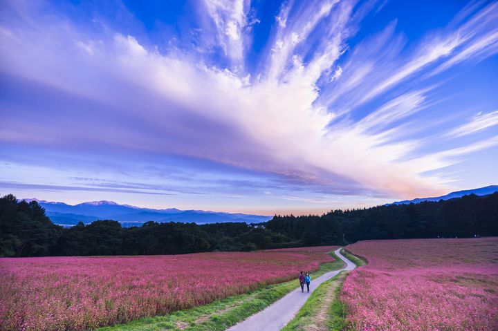 秋の絶景は紅葉だけじゃない 絶対に行くべき全国の花畑7景 Retrip リトリップ