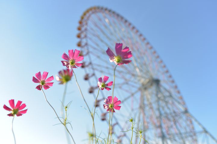 儚くて美しいあなたに恋をした 秋に訪れたい関東地方のコスモス畑12選 Retrip リトリップ