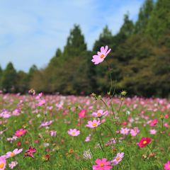 写真一覧 大宮花の丘農林公苑 Retrip リトリップ