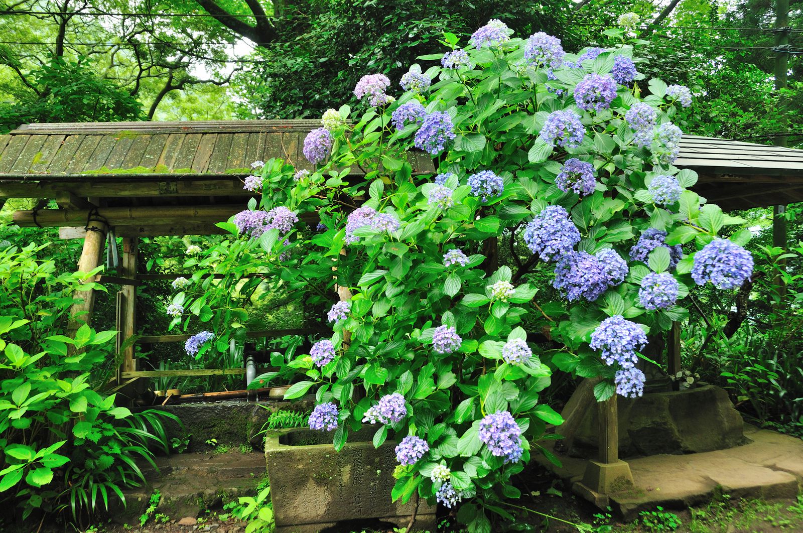 箱根周辺 箱根旅行で訪れたい 自然を感じられる穴場観光スポット5選 Retrip リトリップ