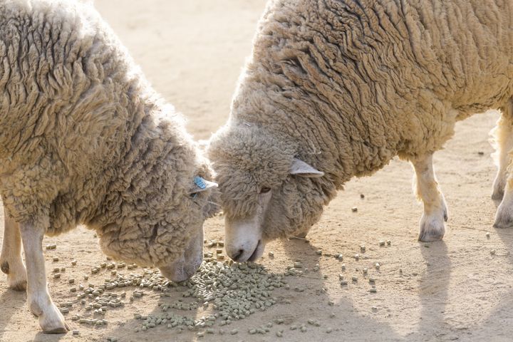 天王寺動物園デートで取り入れたいプラン10選 今日こそ恋の天王山 Retrip リトリップ