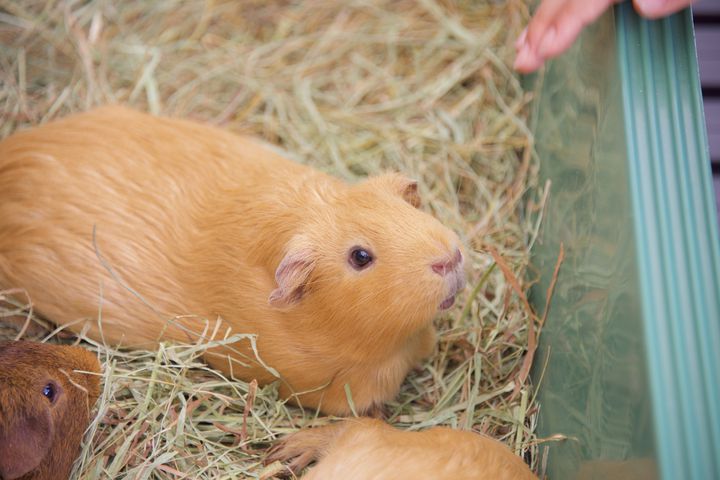 天王寺動物園デートで取り入れたいプラン10選 今日こそ恋の天王山 Retrip リトリップ