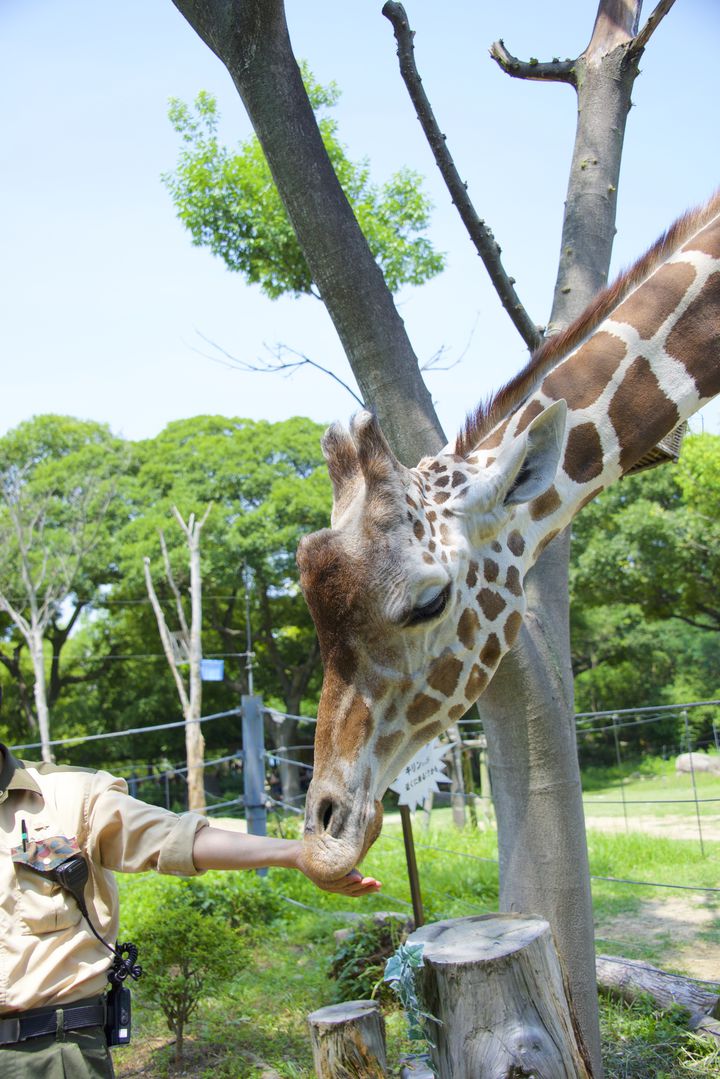 天王寺動物園デートで取り入れたいプラン10選 今日こそ恋の天王山 Retrip リトリップ