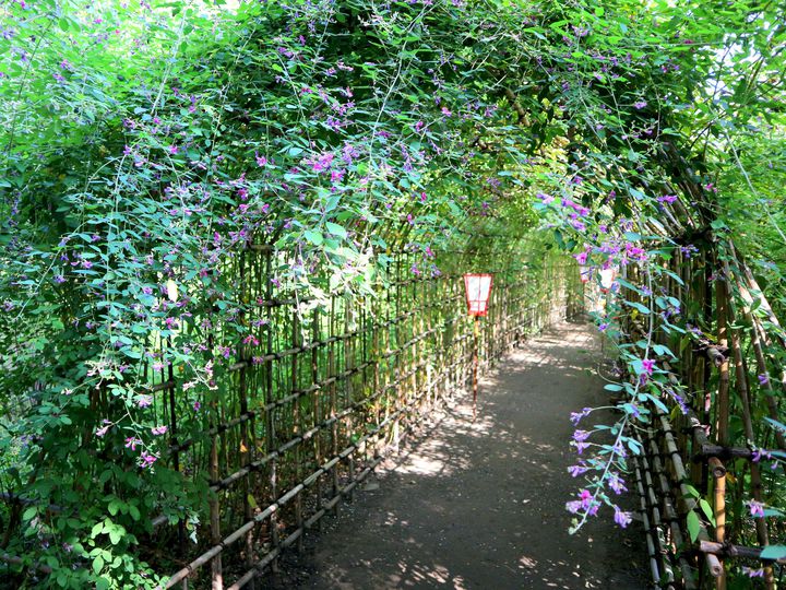 終了 全長30メートルに渡る 萩のトンネル 向島百花園の 萩まつり に行きたい Retrip リトリップ