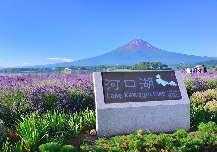 【終了】うっとりラベンダーの香りに包まれて。「大石公園」にてハーブフェスティバル開催！