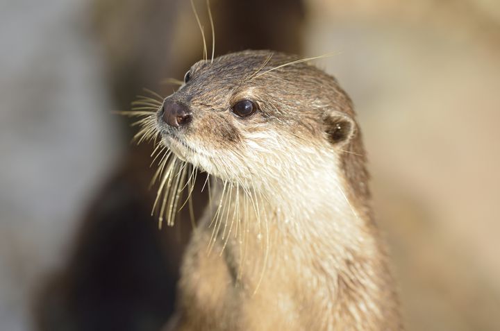 か かわいすぎる 究極の癒し系カワウソと握手できる全国の水族館ベスト6 Retrip リトリップ