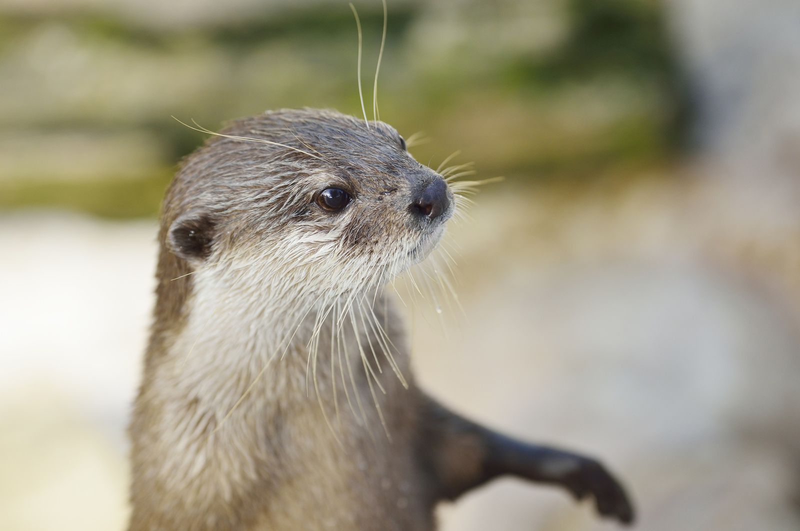 か かわいすぎる 究極の癒し系カワウソと握手できる全国の水族館ベスト6 Retrip リトリップ