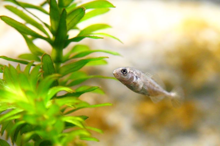 海なし県でも楽しめる！「さいたま水族館」でしたい5つのこと