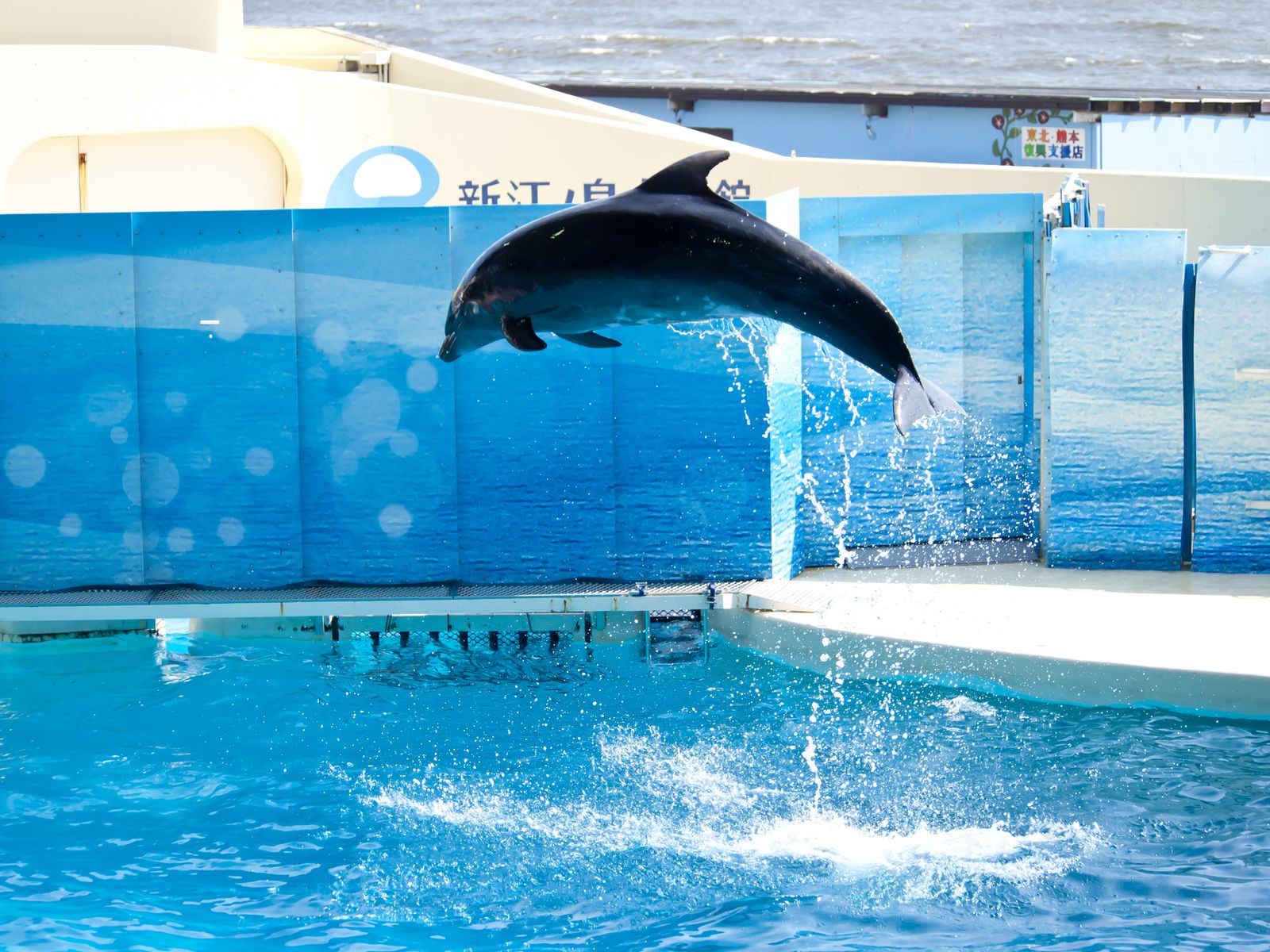 新江ノ島水族館 でしたい5つのこと 魅力たっぷりの人気水族館で楽しもう Retrip リトリップ