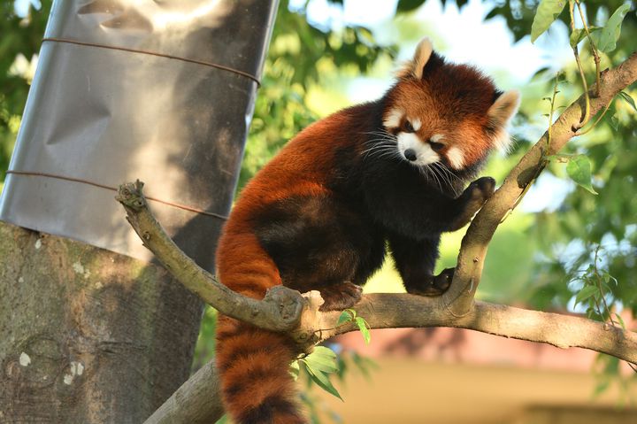 日本平動物園 でしたい5つのこと 可愛らしい動物やグルメで楽しもう Retrip リトリップ