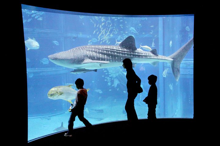 世界最大級の大阪の水族館 海遊館でしたい5つのこと Retrip リトリップ